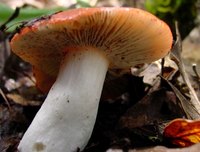 Fungal Throat Infection