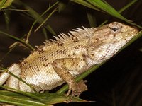 Body Parts of a Chameleon