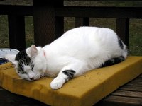 Pet bedding is one type of foam item that may need sanitation.