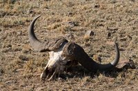 Buffalo skull in the wild