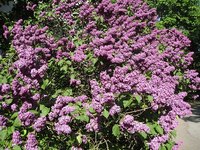 Lilac flowers produce a strong fragrance when in bloom.