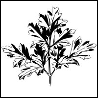 The Effects of Smoking Parsley