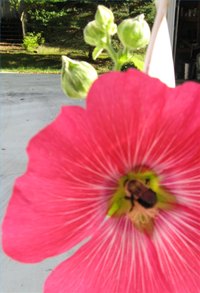 Hollyhock with bumblebee pollinator; note white stripes highlighting pollen area.