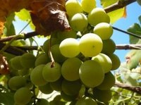 A backyard grape vine can be a source of delicious, plump grapes.