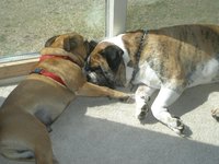 My Bulldogs