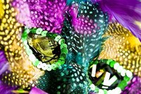 Bright colors, sequins and feathers are Mardi Gras favorites.