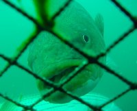Fish Cage Farming