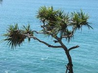 The yucca plant thrives in sunny environments.