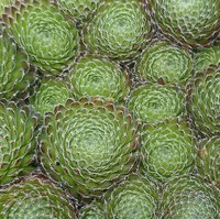 Hens and chicks--Sempervivum.