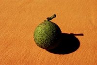 Black walnut