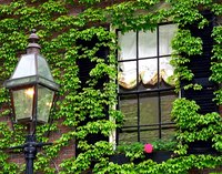 Boston ivy growing on a house.