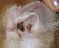 Cats' Ear Infections