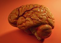 Symptoms of Low Blood Volume