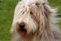 Lice in Dogs