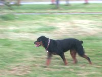 High Fat Dog Foods