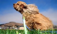 Spaniel Ear Infection