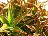 Benefits From Drinking Aloe Vera Juice