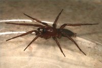 Arizona Spider
