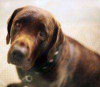 Act Quickly if Your Dog Has the Signs of Bloat