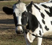 Halter Break a Cow and Teach it Lead
