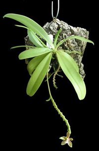 How to Spot Orchid Pest