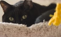 Furball, struvite crystals under control