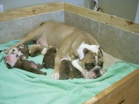 You can make formula for your puppies at home!