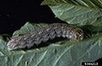 Get Rid of Cutworms