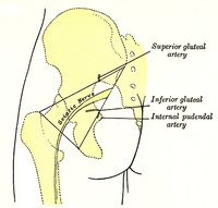 Learn how to Relieve and treat Sciatica Lower Back Pain with Heat and Cold