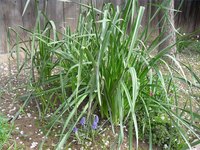 Daffodil foliage can be unattractive and rob emerging plants of sunlight.