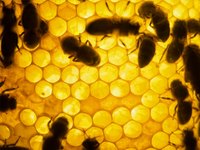 Bees on honeycomb