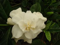 Gardenia Augusta
