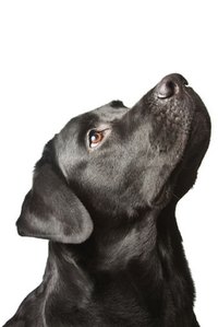 Black Lab
