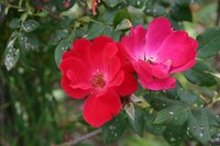 Knock Out roses.