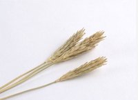 Whole grains you grind yourself provide the best value for chicken layer feeds.