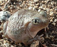Spadefoot Toad Life Cycle