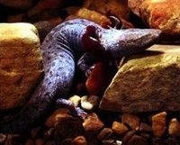 About the Life Cycle of the Mudpuppy