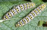 The Life Cycle of the Mullein Moth