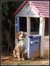 Aversion Training for Dogs