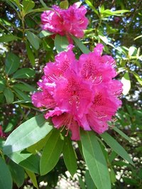 The evergreen rhododendron produces brilliant spring blossoms.