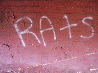 Learn how to stop and prevent a rat infestation under your building.