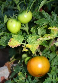 Plants that do not receive enough light will not produce fruit.