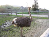You can lighten ostrich tail feathers with bleach.
