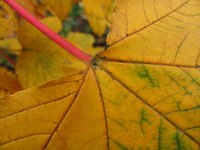 Autumn provides us with a rich variety of multicolored leaves.