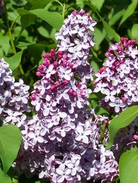 Lilac in bloom