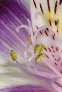 Alstroemeria is also called Peruvian lily.