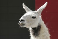 Llamas have lots of personality.