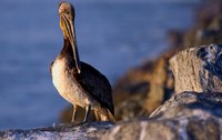 Pelicans dwell near bodies of water that harbor fish and waterfowl.
