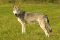 Use photos of wolves to help you with your sculpting.