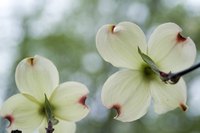 Dogwood blooms are actually modified leaves called bracts.